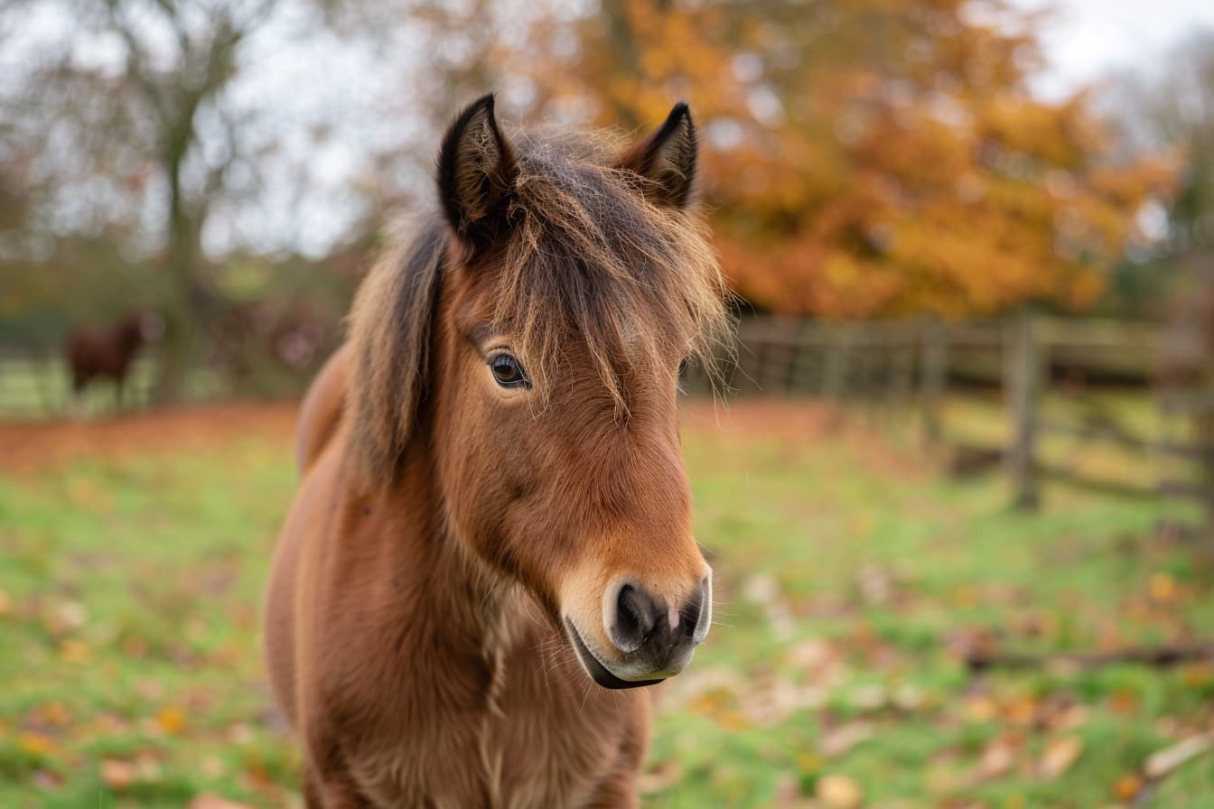 Navigating the World of Horse Ownership with the Exmoor Pony