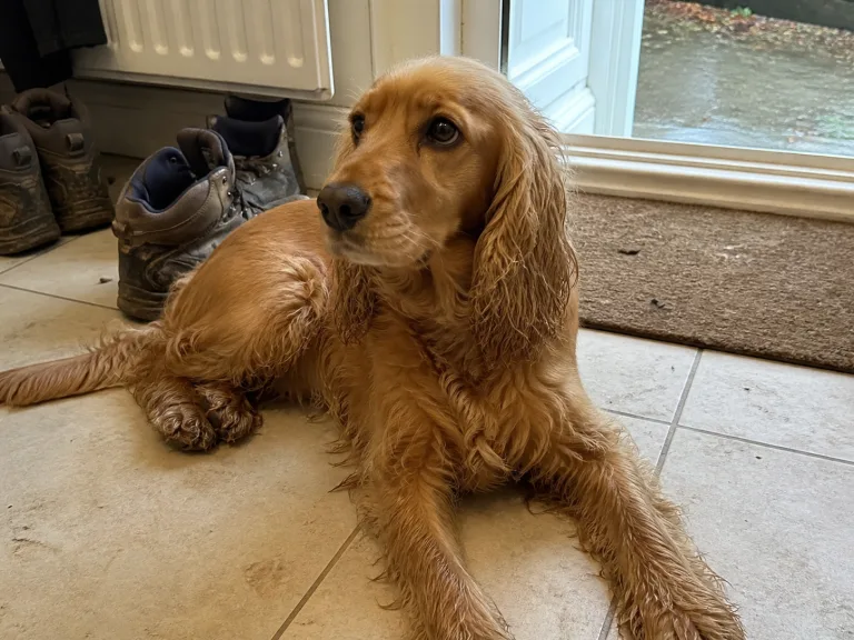 Bonnie, a golden cocker spaniel, on a muddy park path