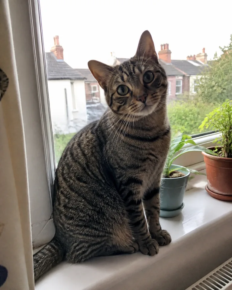 Milo, a tabby cat, sitting on a windowsill