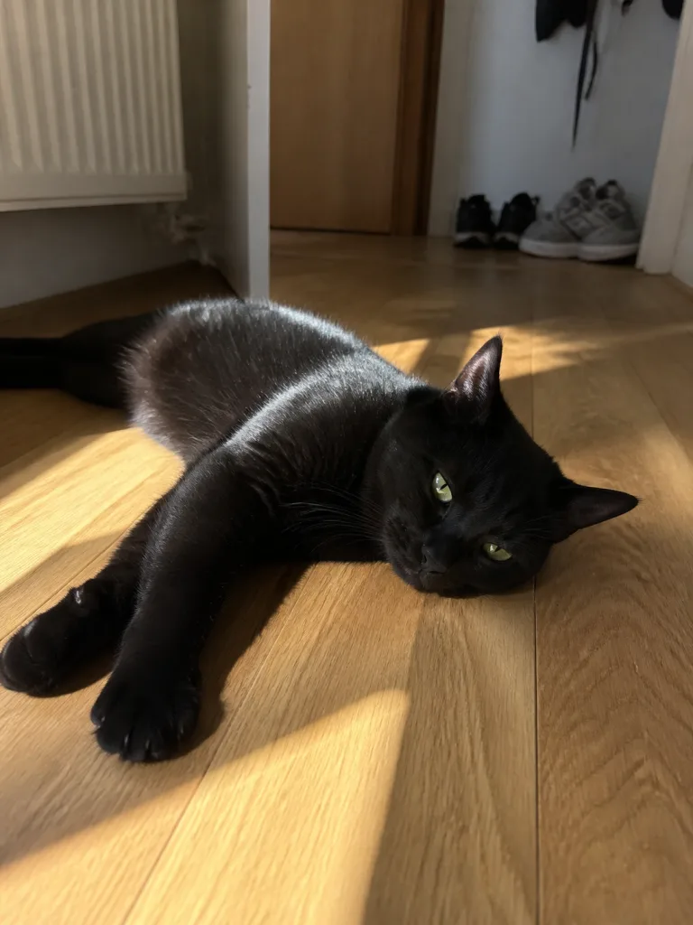 Nala, a black cat, stretched out in a patch of sunlight