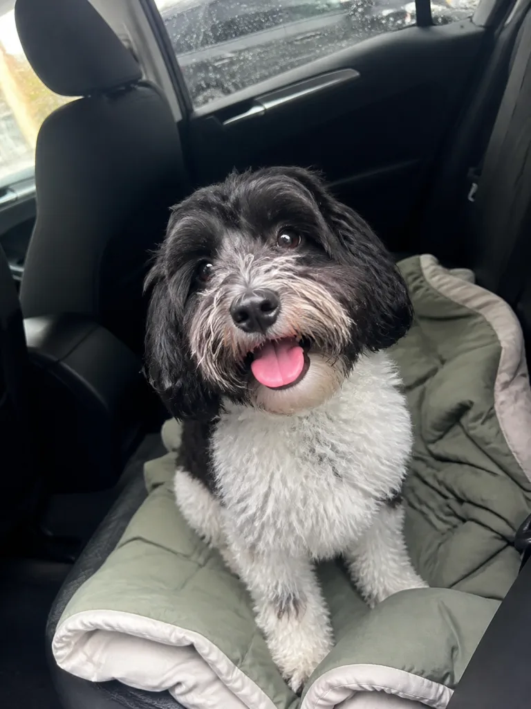 Pepper, a black-and-white cockapoo, sitting in a parked car