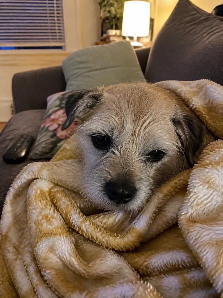 Maple, a small tan terrier, tucked into a blanket